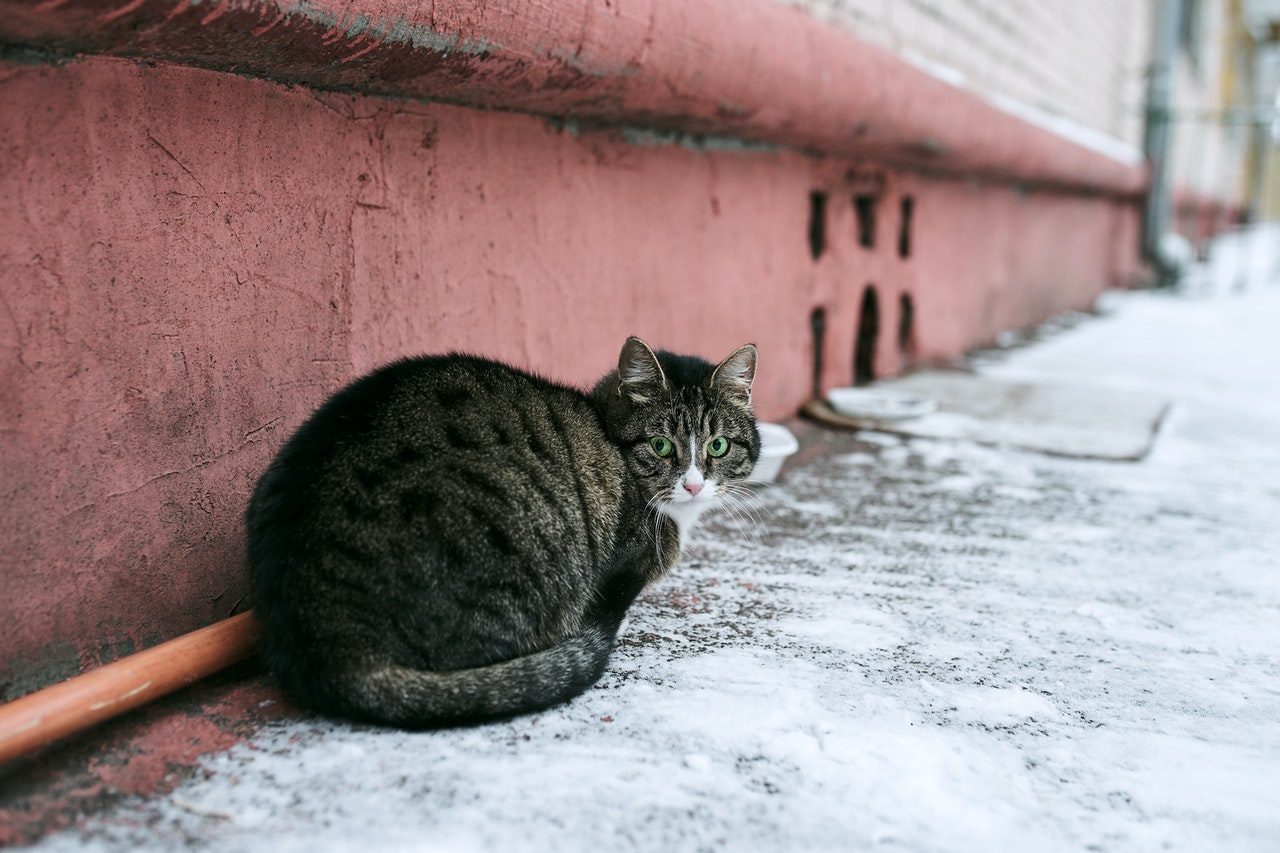 A chubby tabby cat sits outside of a pink building.