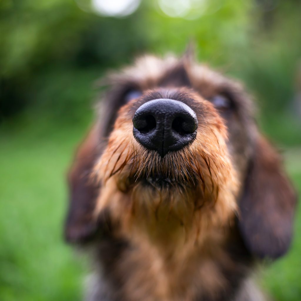 A close up of a dog's nose and their mustache