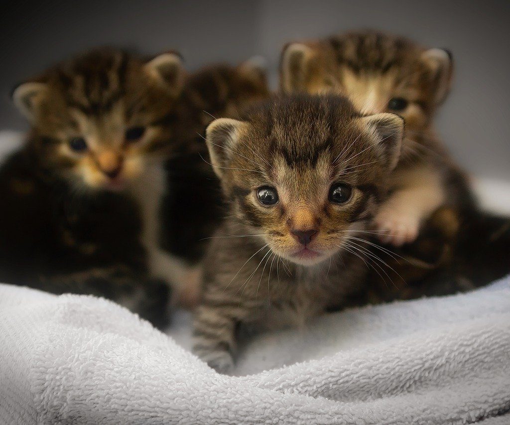 A closeup of four tabby kittens on a white towel.