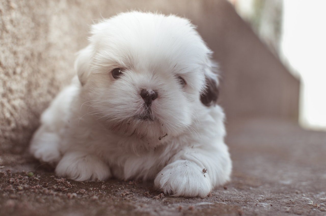 A closeup shot of a tiny white puppy.