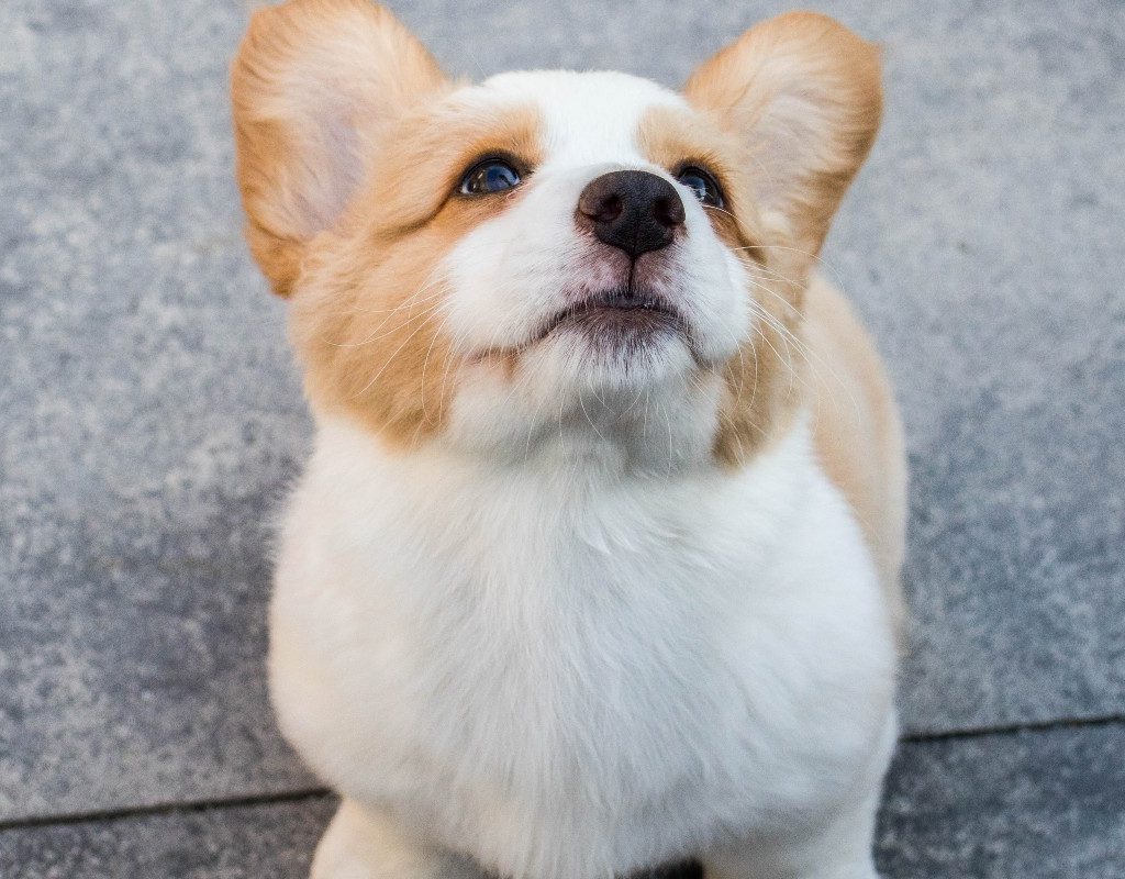 corgi puppy sitting on pavement