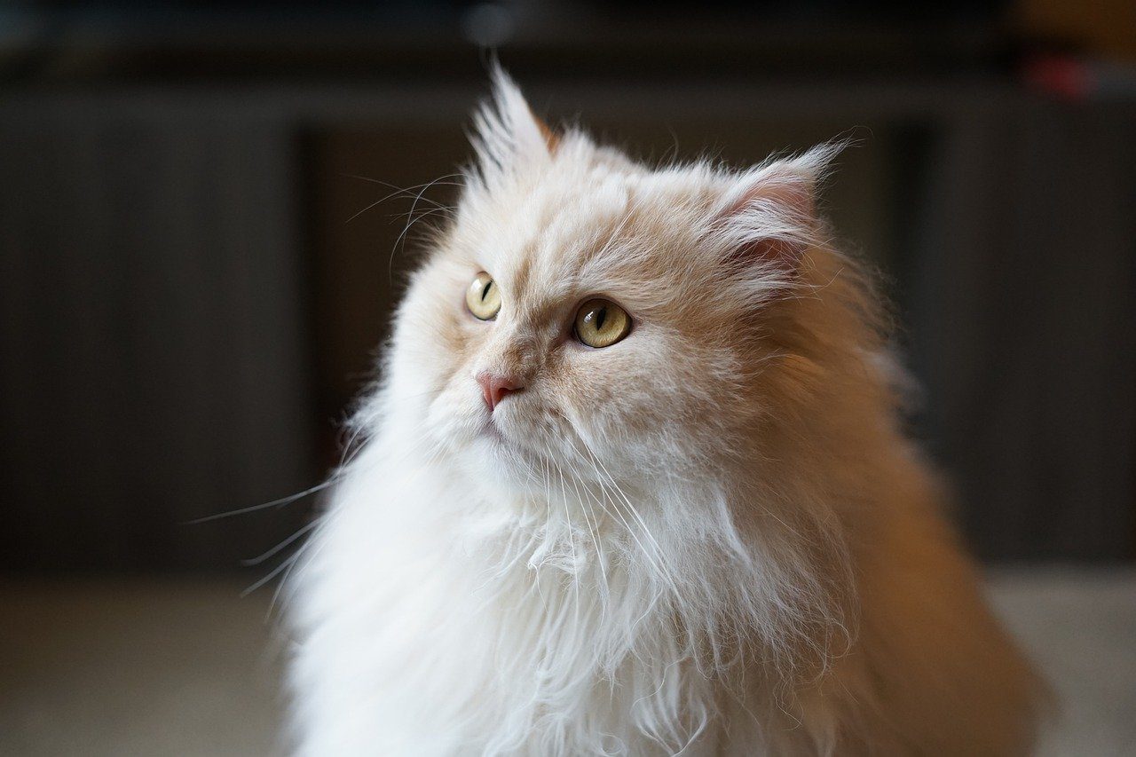 A cream colored traditional Persian cat.