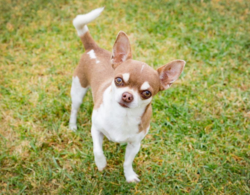 Cute Chihuahua standing in grass.