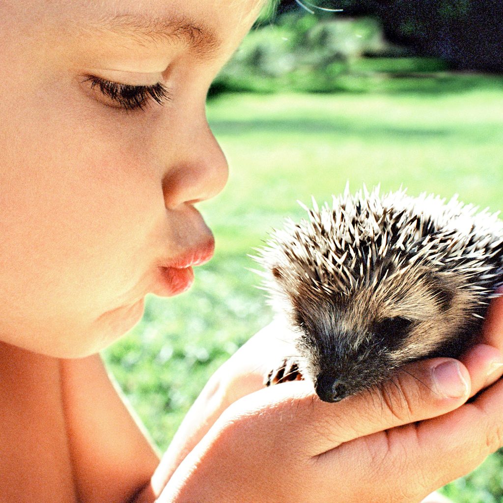 Little kid holds their pet hedgehog