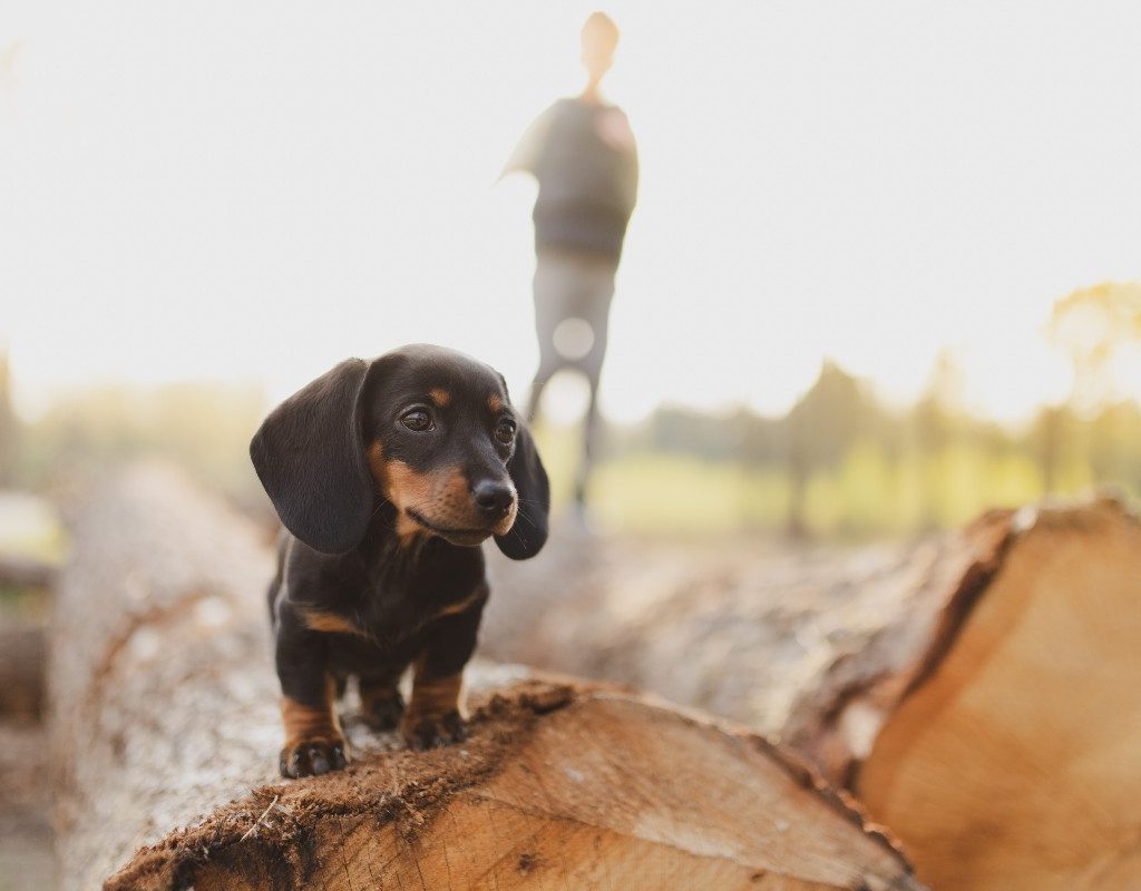 Dachshund on a downed tree