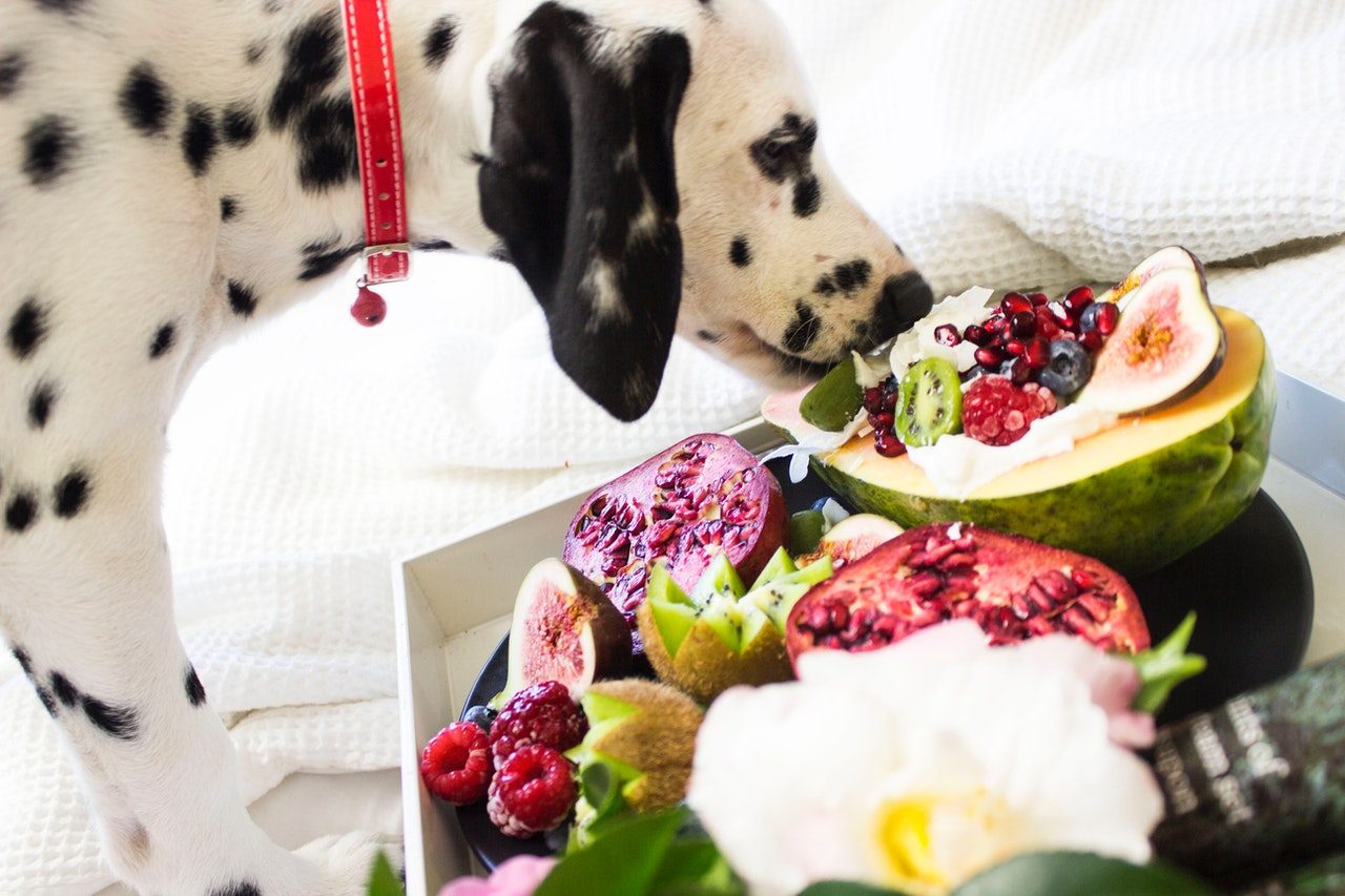 A Dalmatian wearing a red collar sniffs a tray of fruit.