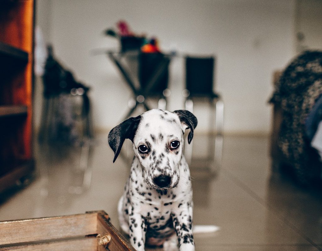 a Dalmation puppy sitting on the floor
