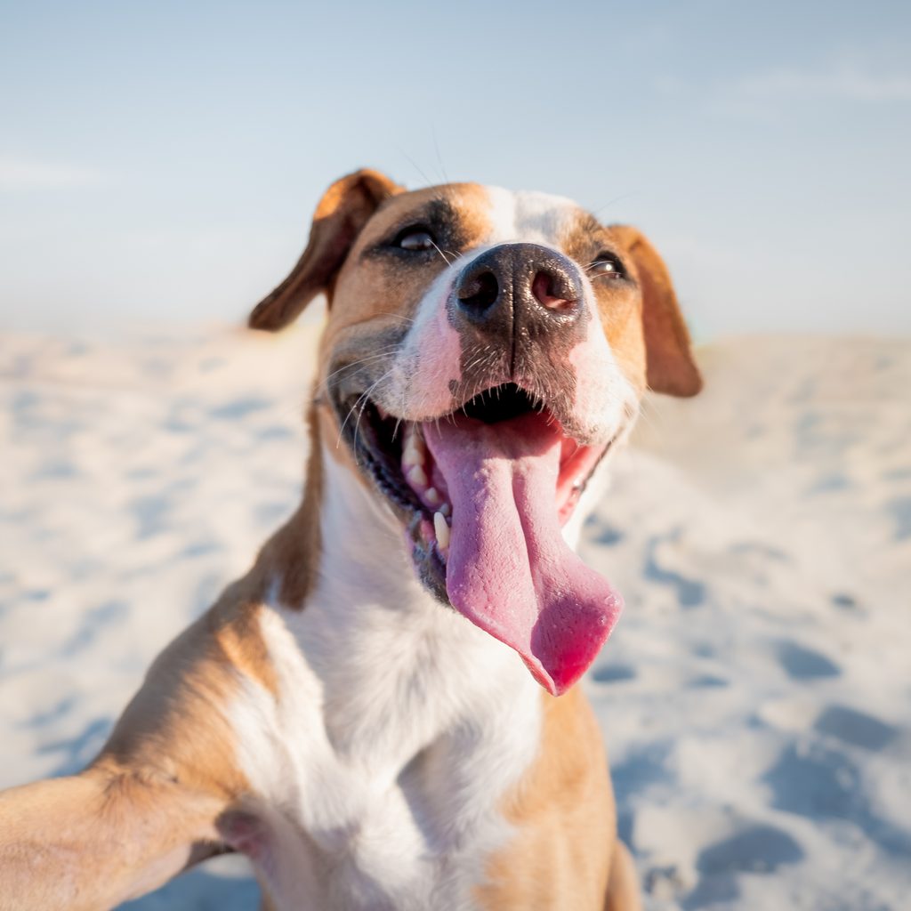 A white and beige pit bull stands in the desert