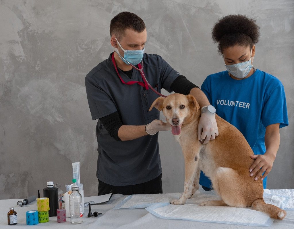 Dog at the vet clinic with two volunteers