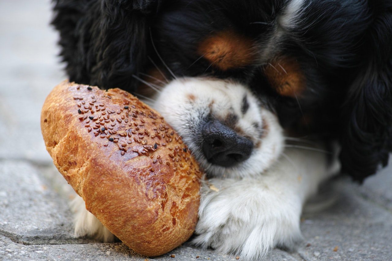 Bernese Mountain Dog puppy chewing a loaf of bread.