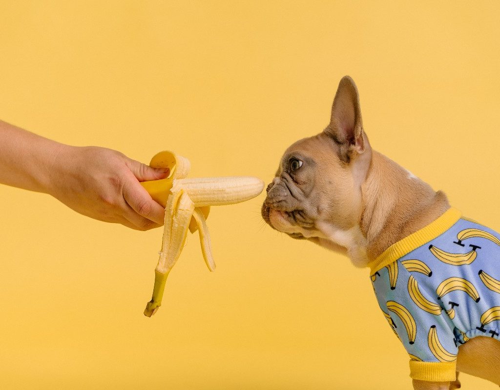 a dog eating a banana against a yellow backdrop