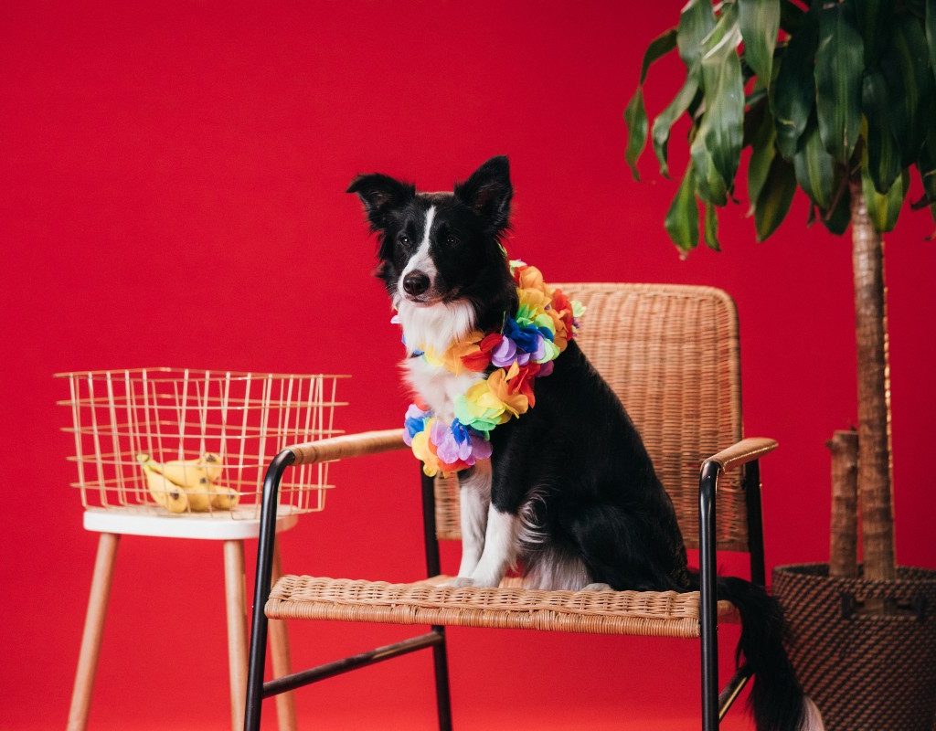 a dog sitting in a straw chair next to banana basket
