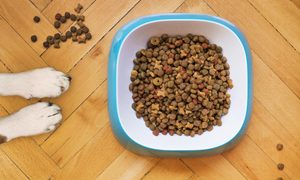 Overhead shot of dog paws and a bowl of kibble