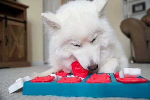 Dog playing with puzzle toy