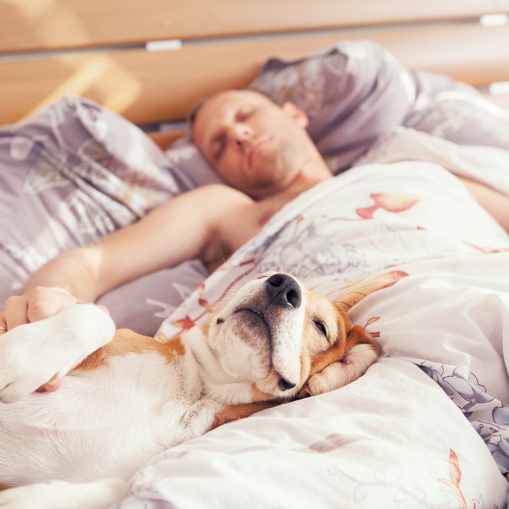 A Beagle sleeps with his owner in his owner's bed