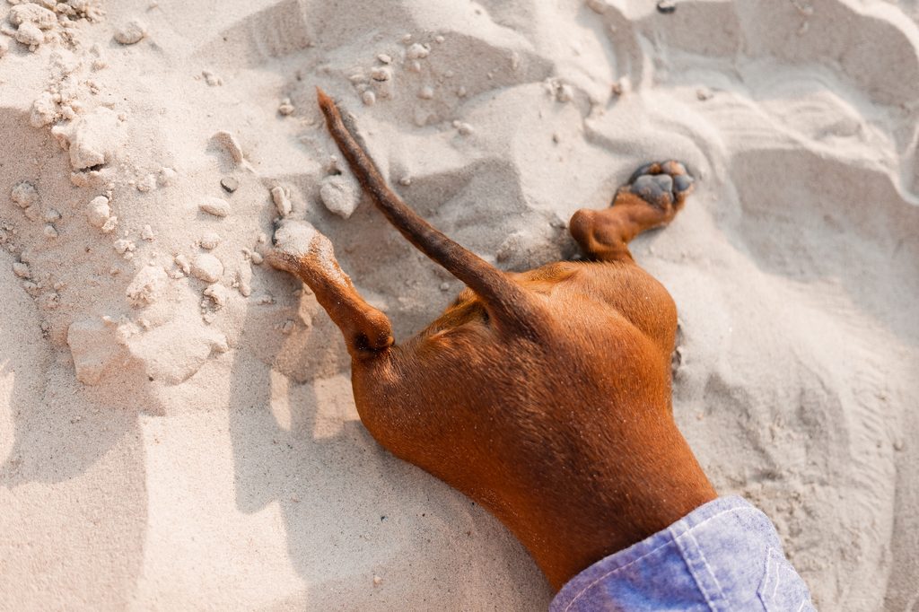 A close up of the back half of a dog lying on the beach with their hind legs straight out