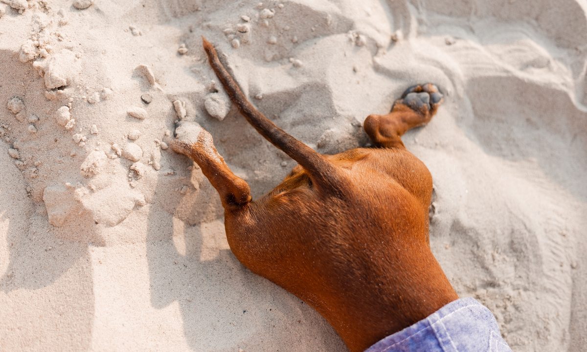 A close up of the back half of a dog lying on the beach with their hind legs straight out