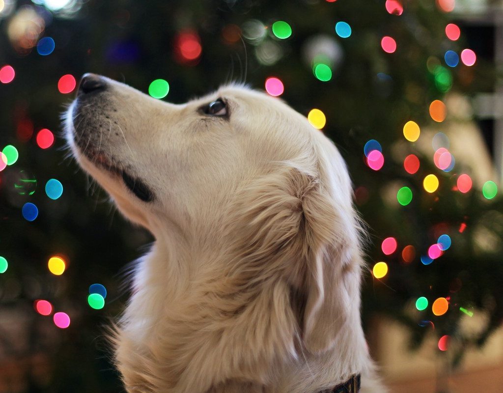 dog waiting for treat by tree