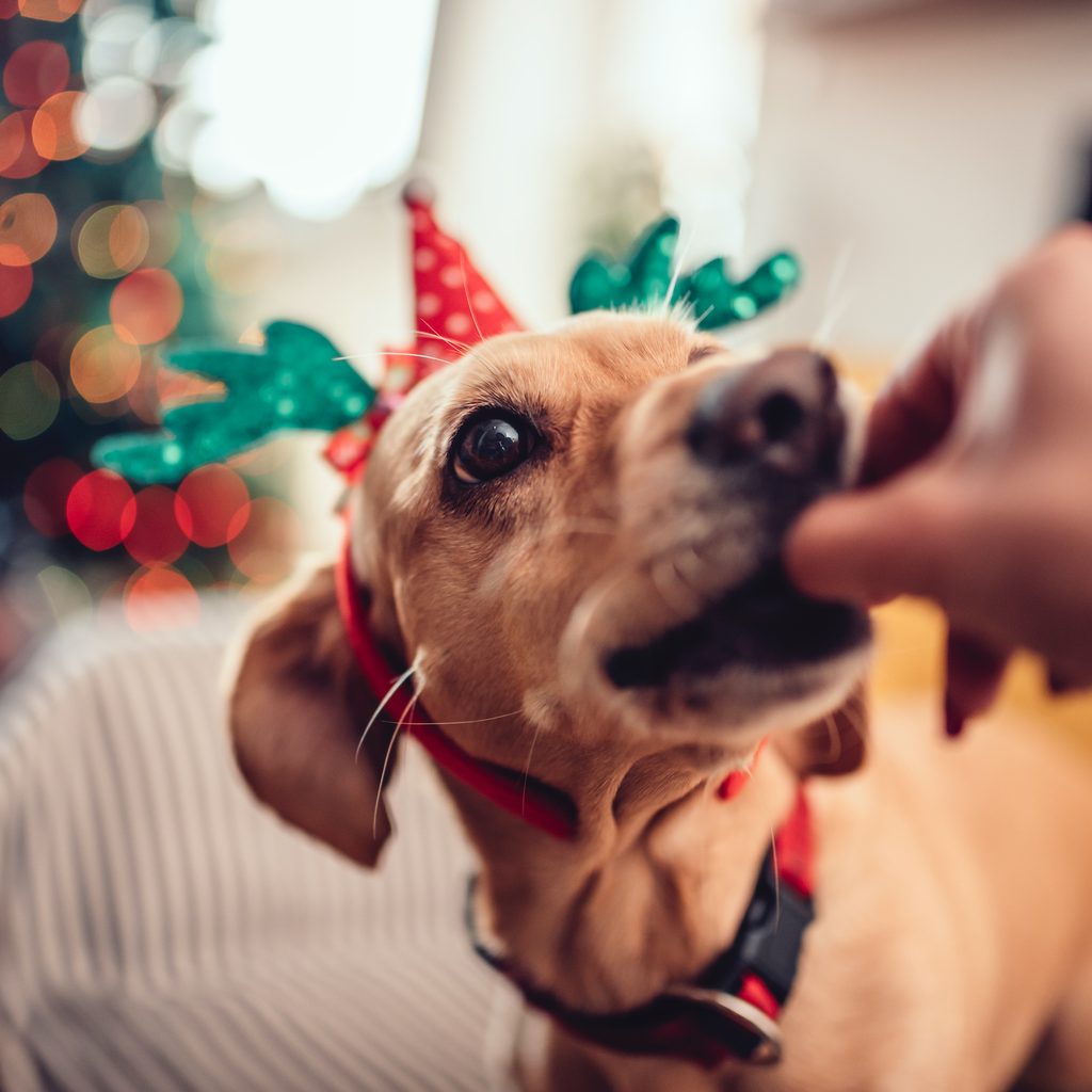 A small dog wearing reindeer antlers takes a treat from someone's hand