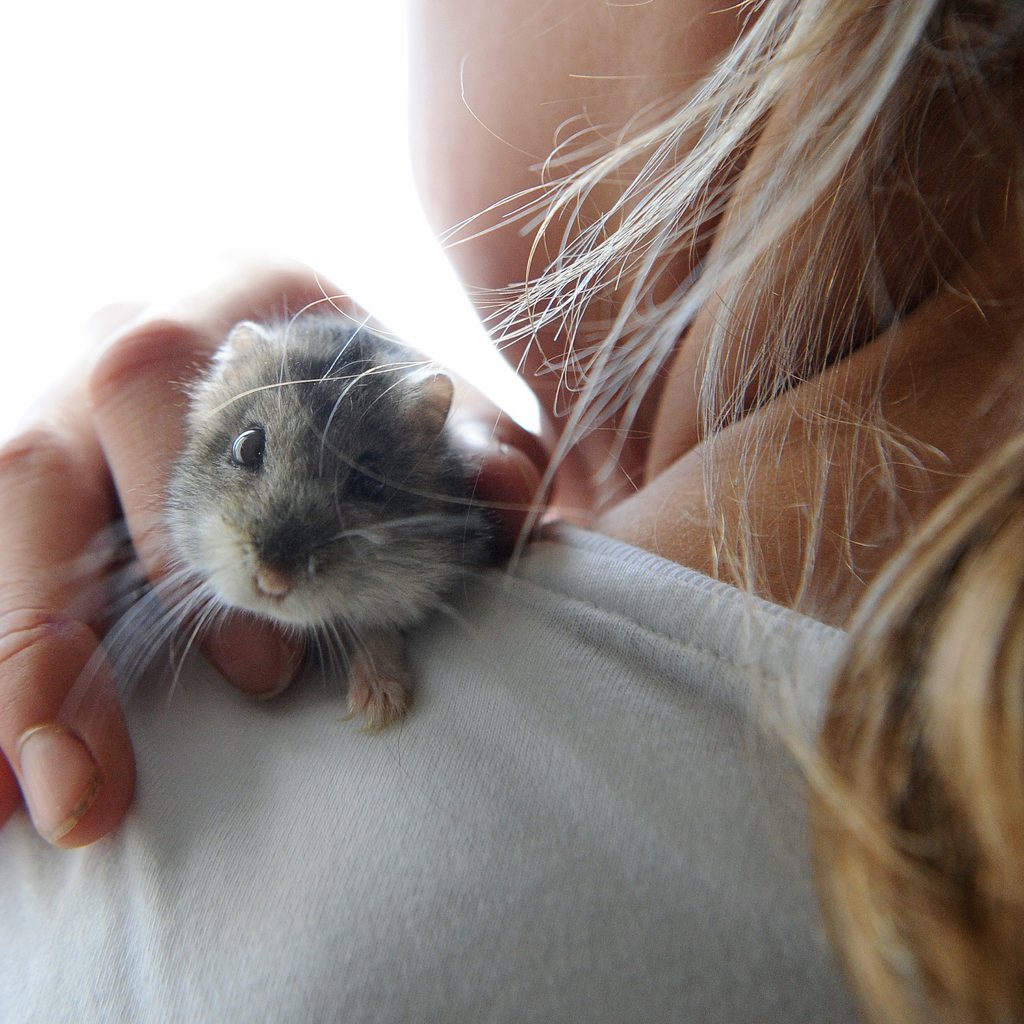 Girl holds a dwarf hamster on her shoulder