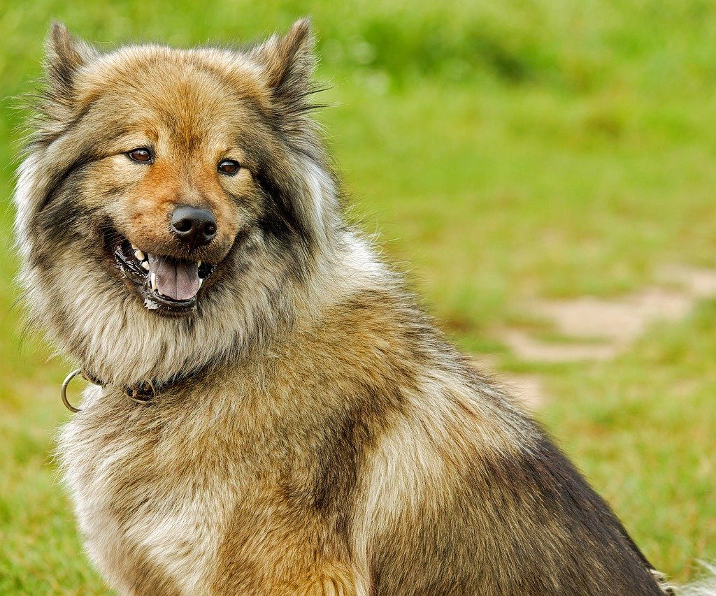 A Eurasier smiling as he sits in a grassy field.