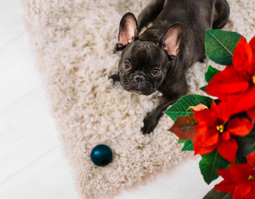 French bulldog looking up at poinsettia.