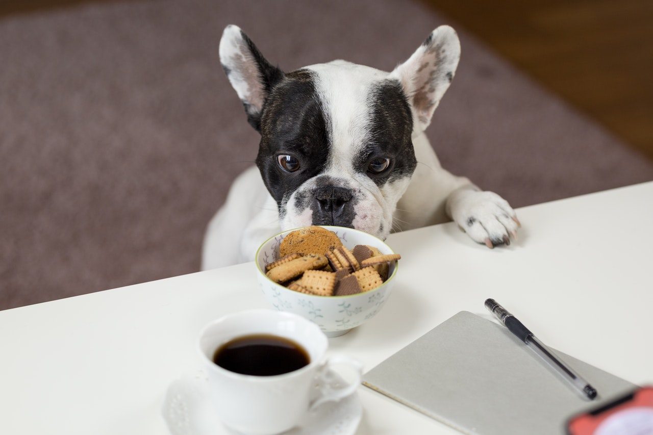 A black and white French Bulldog sniffs a bowl of chocolate biscuit cookies.