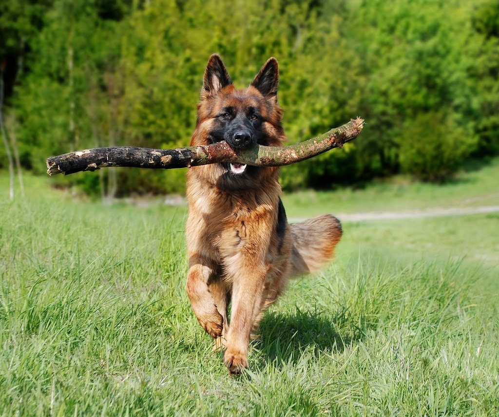 A German shepherd carries a large stick through a grassy field