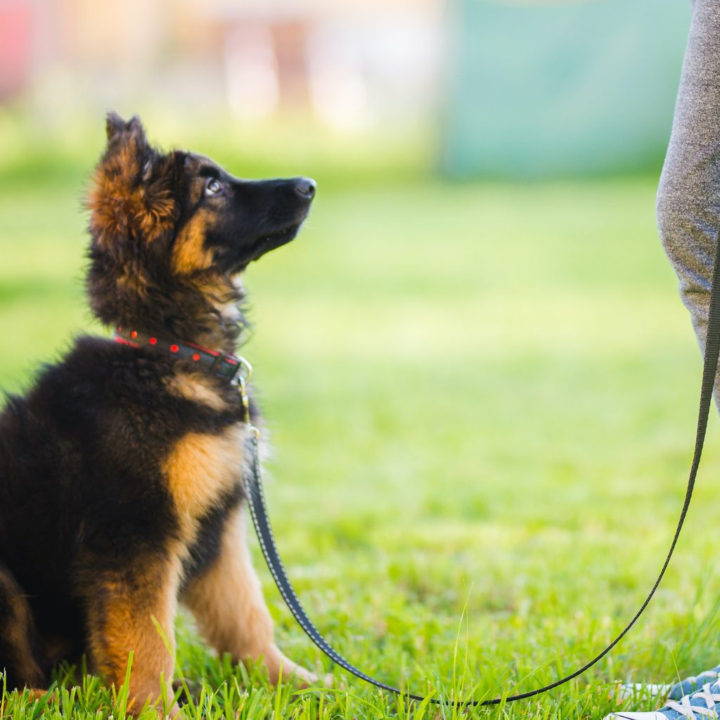 A German shepherd puppy on a leash sits and looks at his owner for training.