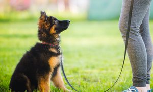 A German shepherd puppy on a leash sits and looks at his owner for training.