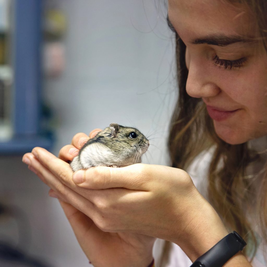 Girl carefully holds a Russian dwarf hamster