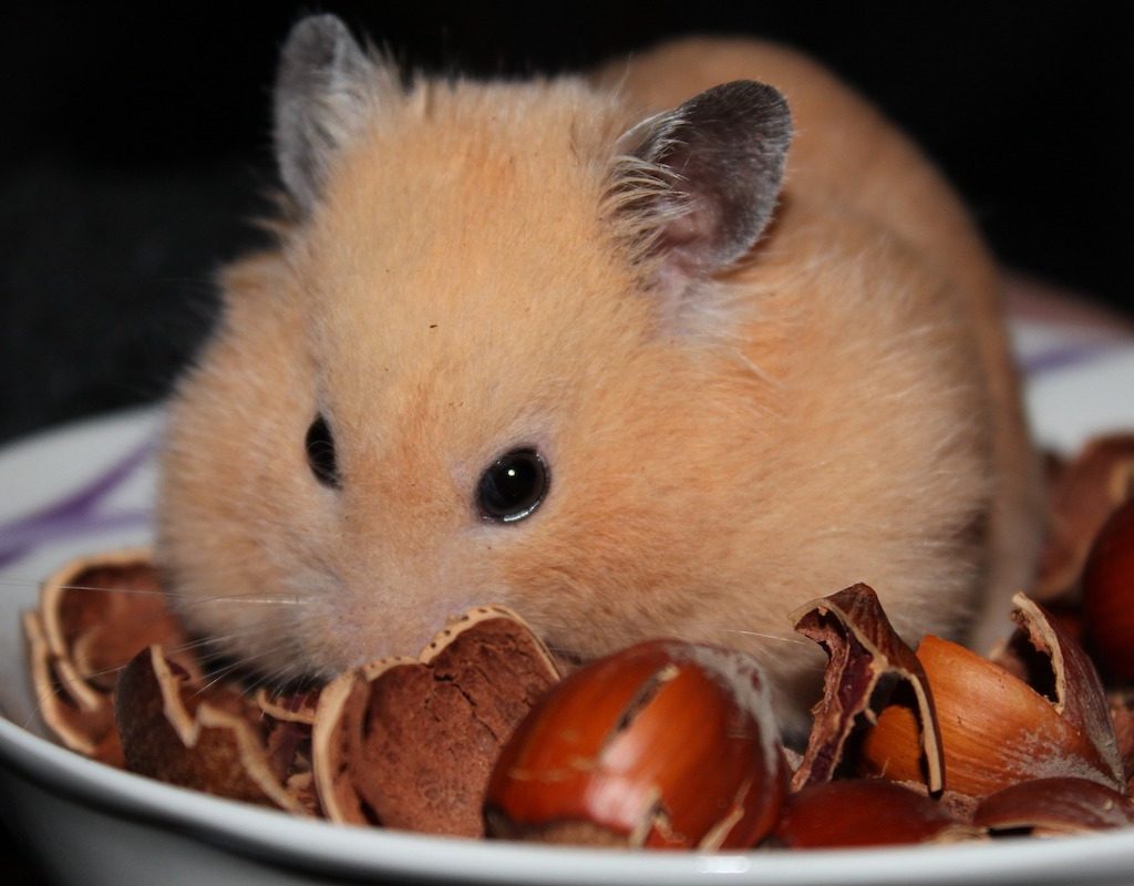 Hamster sits in a bowl eating nuts