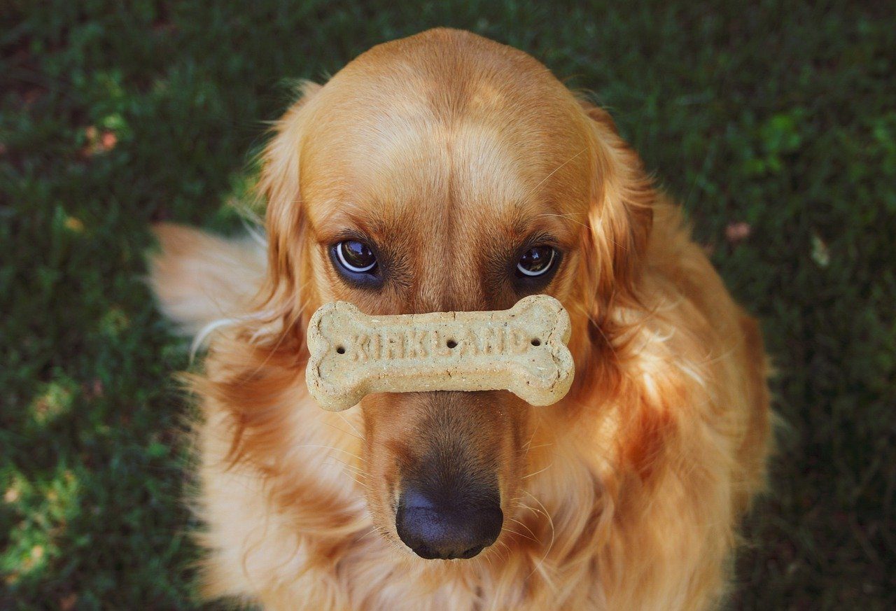 A Golden Retriever balancing a treat on his muzzle.