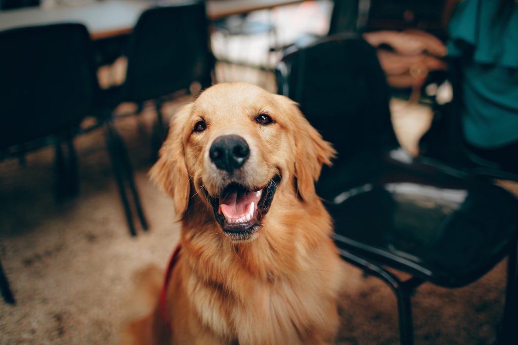 A Golden Retriever smiling and showing his teeth.
