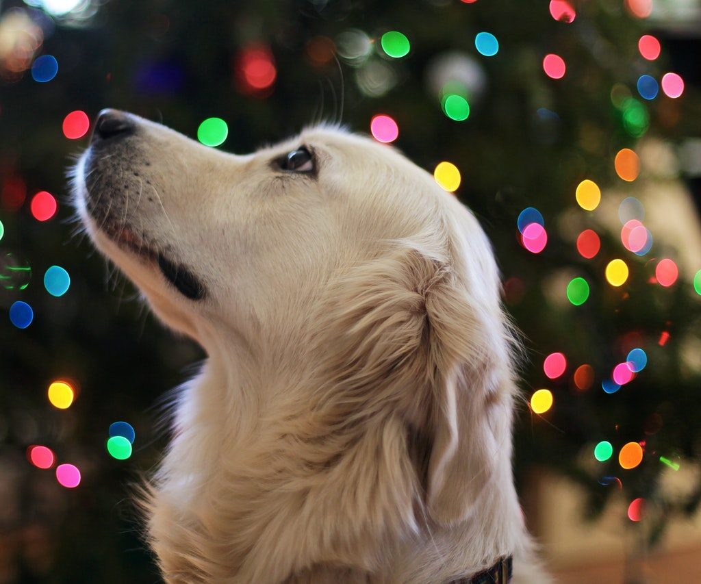 A golden retriever stands in front of a lit Christmas tree.
