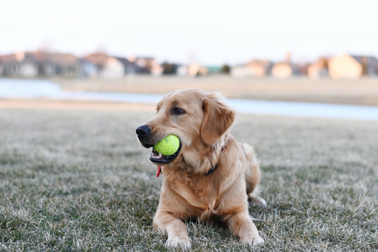 A Golden Retriever lying in the grass with a tennis ball in his mouth.