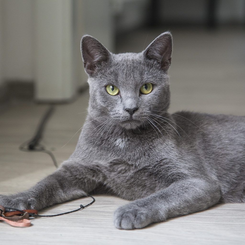Grey cat lying on the floor with a string toy