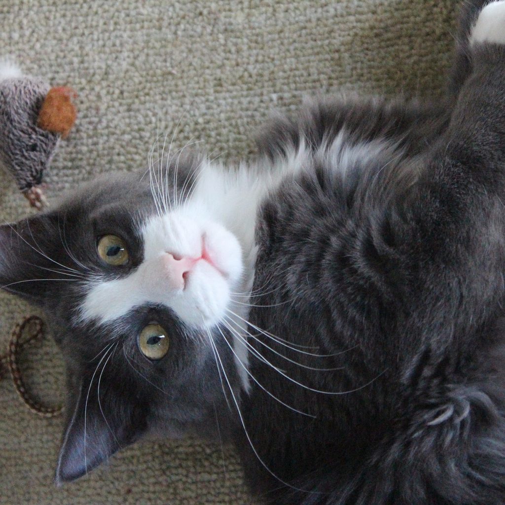 Grey and white cat playing with a wand toy