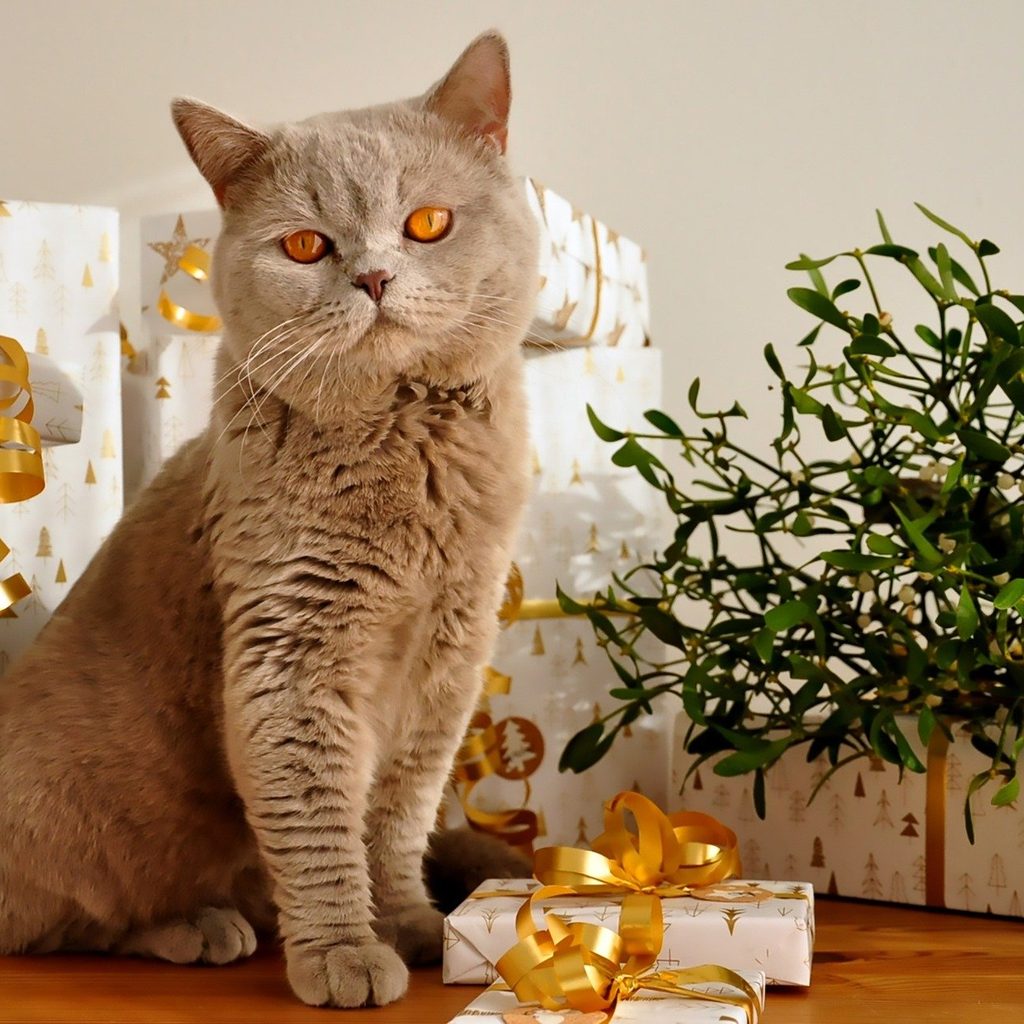 Grey cat sitting in front of a stack of wrapped Christmas gifts