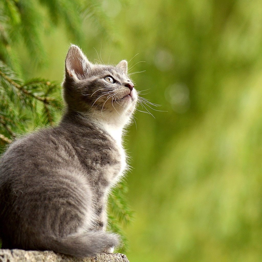 Grey kitten sitting outside on a stump