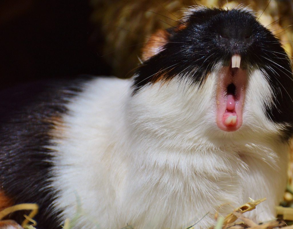 Guinea pig yawns and shows his teeth