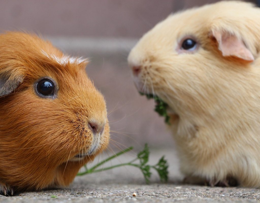 Two guinea pigs eat greens