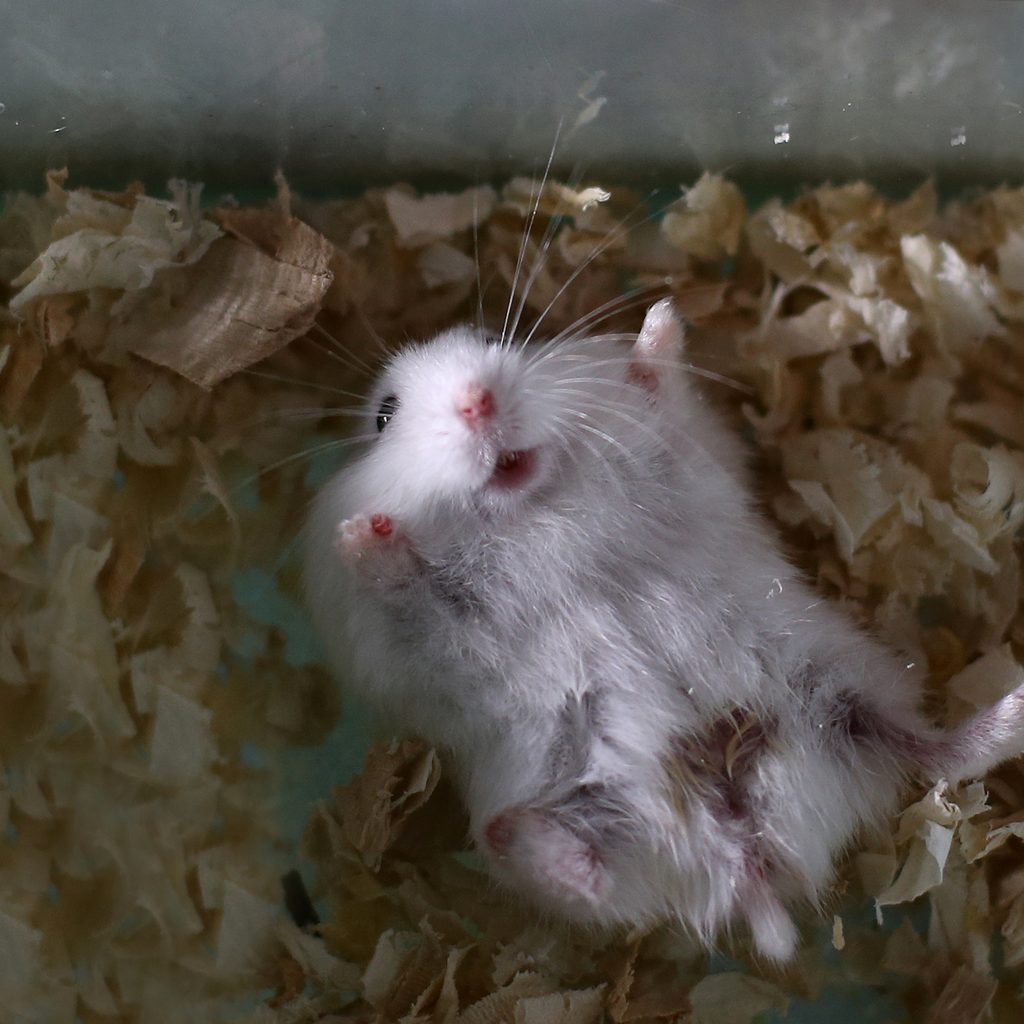 Hamster lies happily on his back in his bedding
