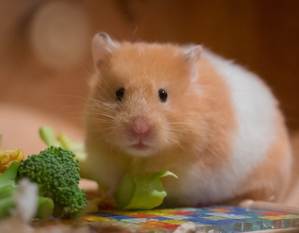 Hamster eats broccoli while looking at camera