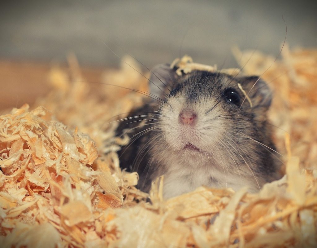A small hamster pokes his out from his bedding