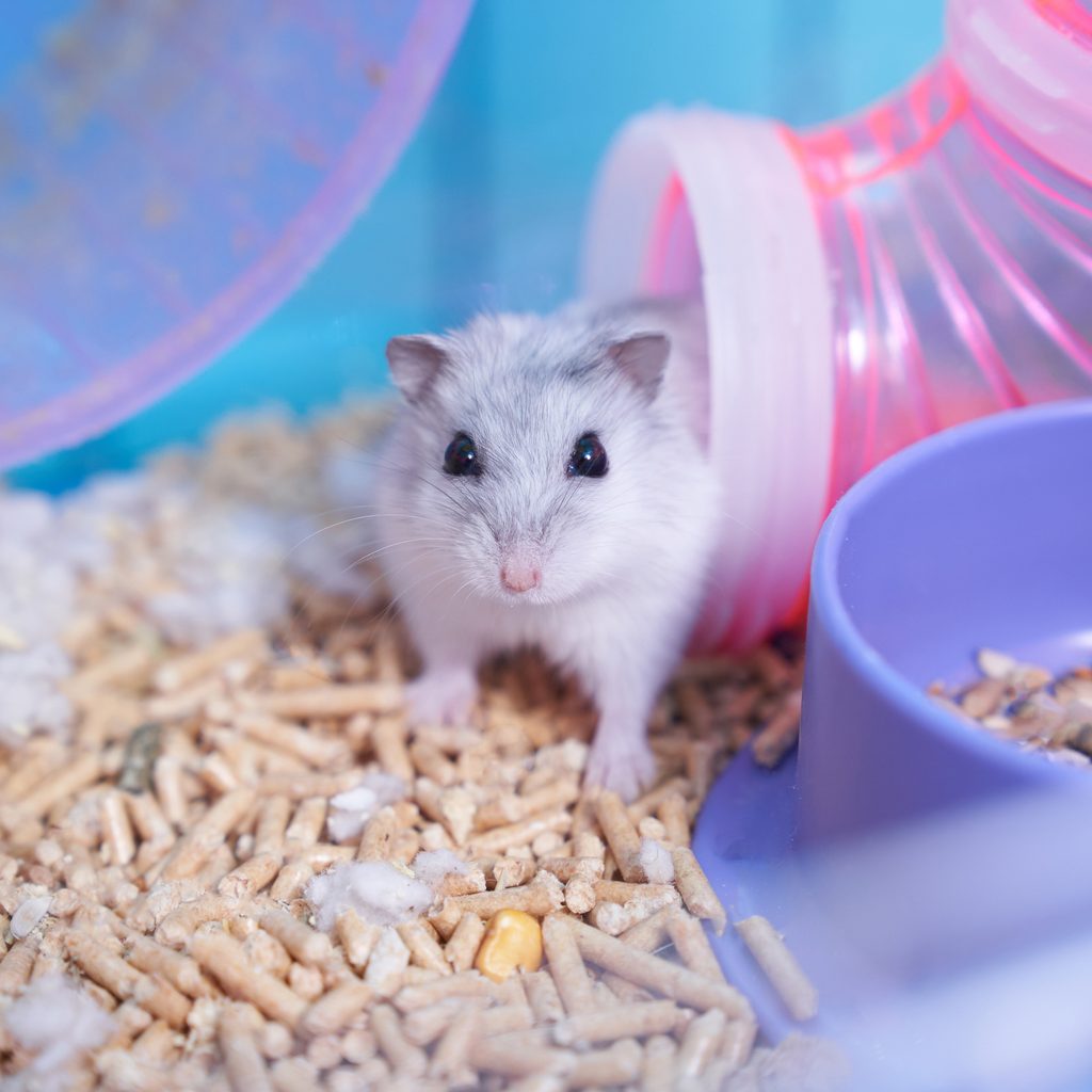Hamster enjoys his tubing in well stocked cage