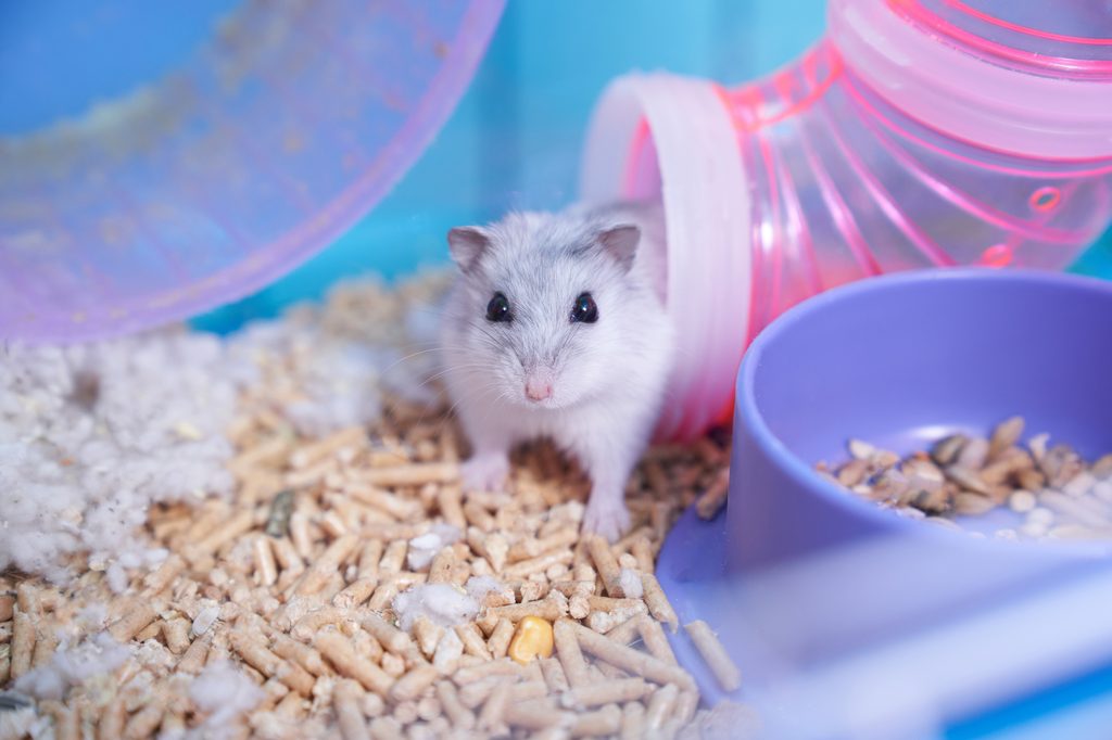 Hamster enjoys his tubing in well stocked cage