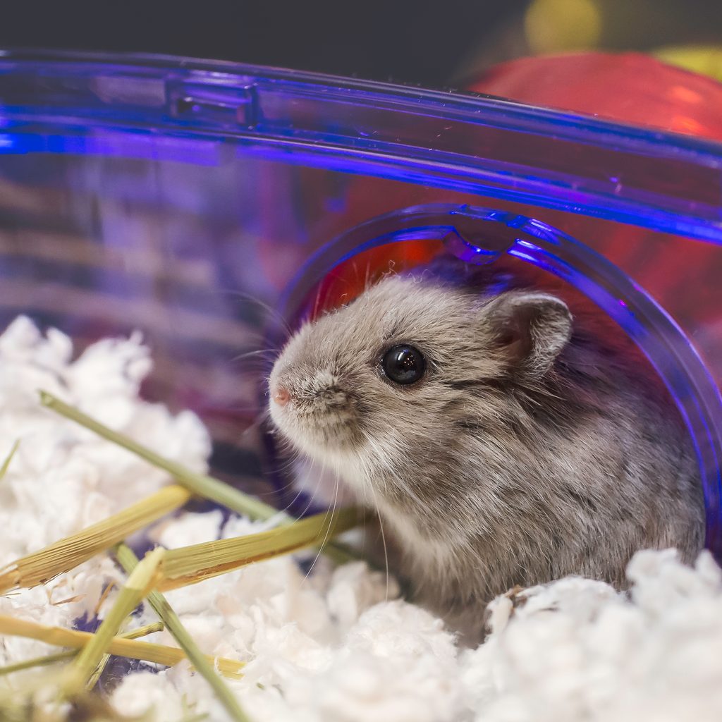 Hamster peeks out of tube and into cage