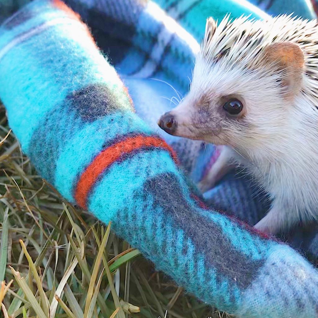 Hedgehog sits outside on a blanket