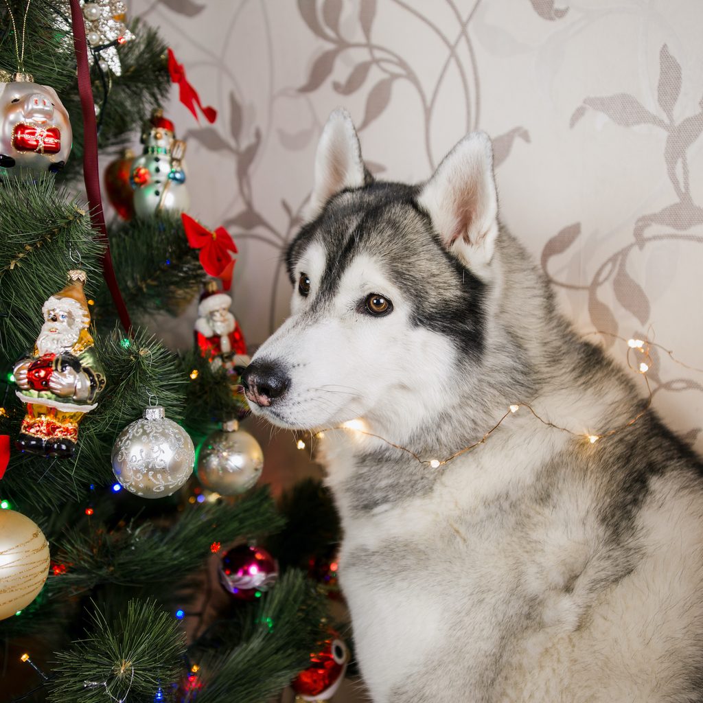 A husky stands next to a decorated Christmas tree
